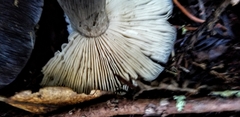 Entoloma medianox