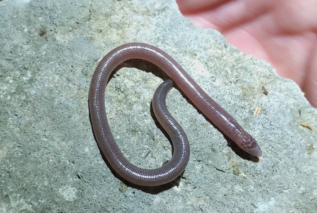 Cuban Many-Ringed Amphisbaena