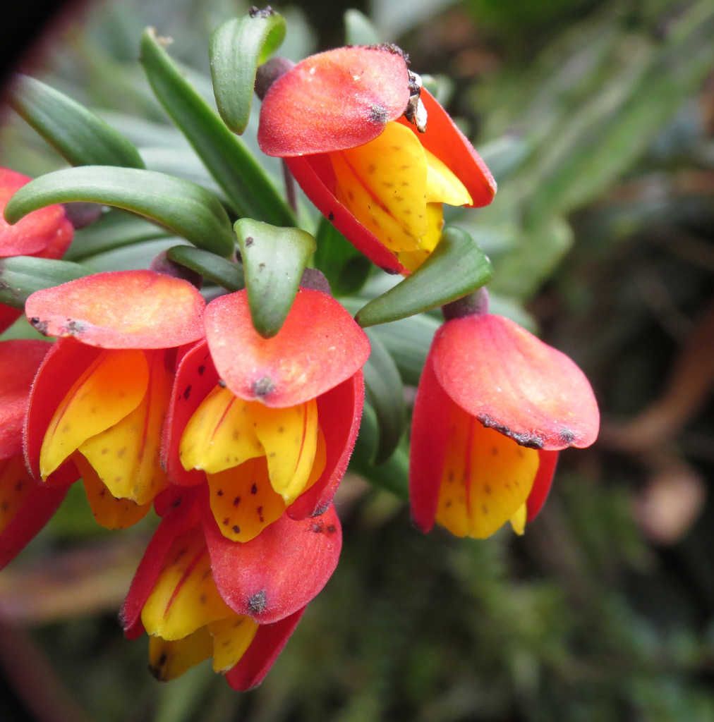 Bomarea linifolia