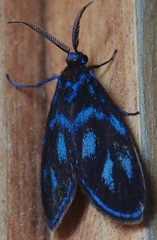 Lepidoptera