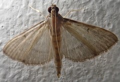 Lepidoptera