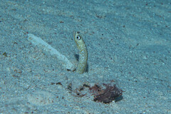 Red Sea Garden Eel photo 3