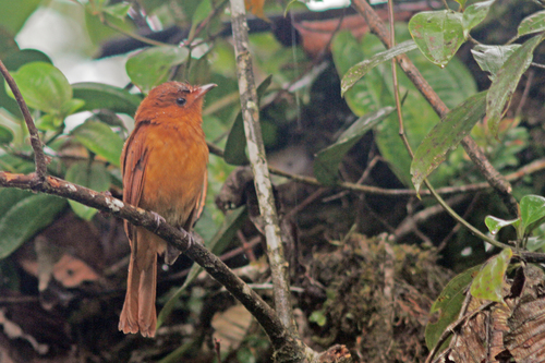 Rhytipterna holerythra