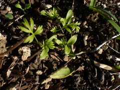 Nigella damascena