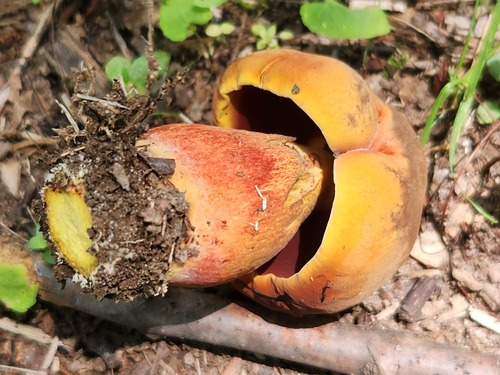 Boletus subluridellus A.H.Sm. & Thiers