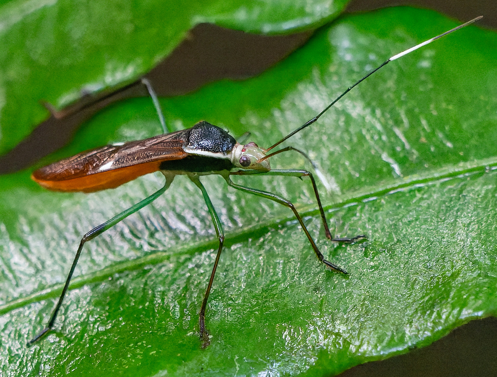 Cosmoleptus