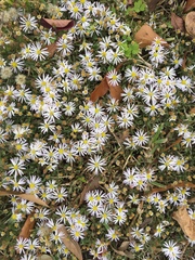 Symphyotrichum divaricatum