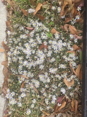 Symphyotrichum divaricatum