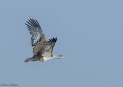 Great Indian Bustard photo 3