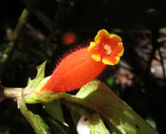Columnea dimidiata
