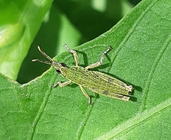 Tagasta marginella