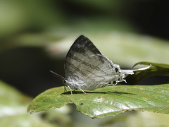 Neomyrina nivea