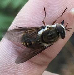 Scaptia jacksonii