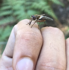 Scaptia jacksonii