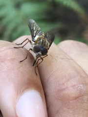 Scaptia jacksonii