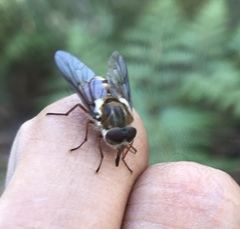Scaptia jacksonii