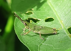 Tagasta marginella