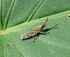 Tagasta marginella