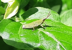 Tagasta marginella
