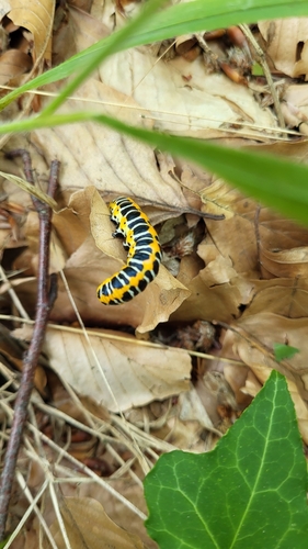 Cucullia lactucae