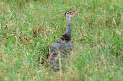 Eupodotis senegalensis