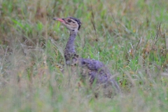 Eupodotis senegalensis
