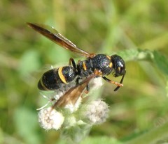 Parancistrocerus histrio