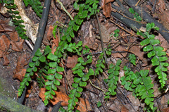 Adiantum diaphanum