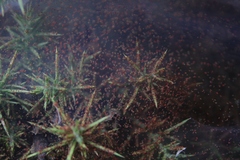 Tetranychus lintearius