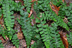 Adiantum diaphanum