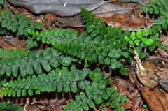 Adiantum diaphanum