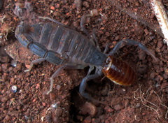 Parabuthus transvaalicus