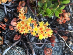 Sedum kiersteadiae