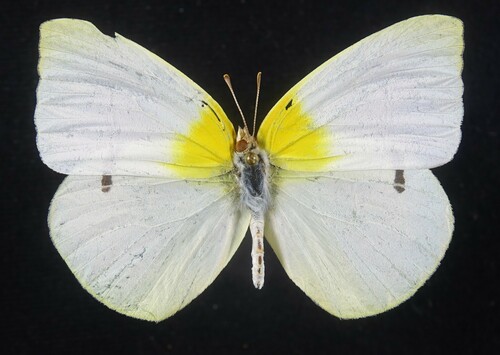 Lyside Sulphur
