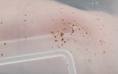 Tetranychus lintearius