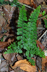 Adiantum diaphanum