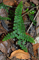 Adiantum diaphanum