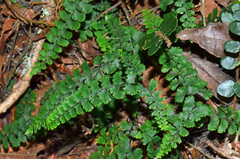 Adiantum diaphanum