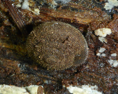 Vespericola armigera