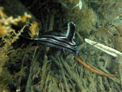 Pareques acuminatus