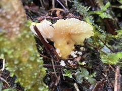 Image of Hygrocybe flavescens