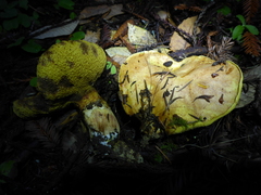 Suillus caerulescens image