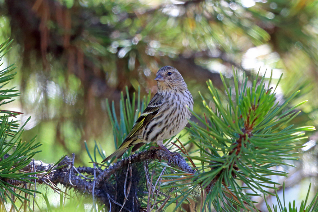 Mexican Pine Siskin