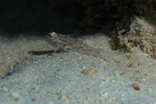 Fusigobius humerosus observed 2023-05-21
