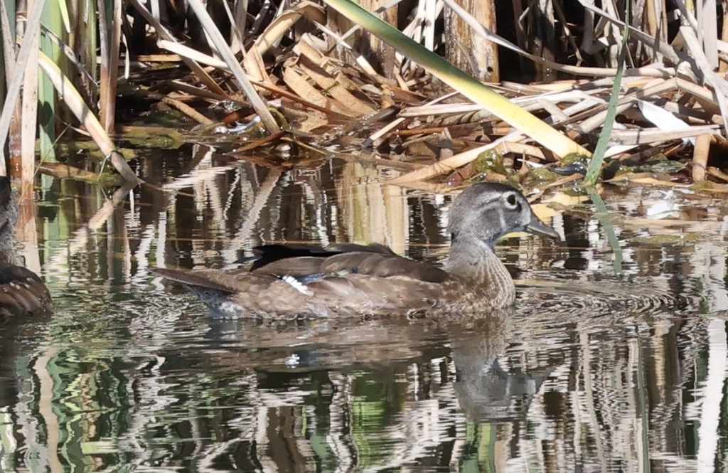 Wood Duck from Santee, CA, USA on July 6, 2023 at 10:13 AM by docprt ...