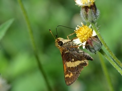 Atalopedes mesogramma