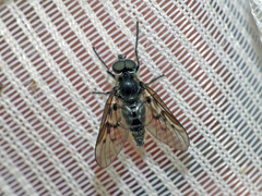 Dasyomma maculipenne