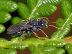 Miscophini