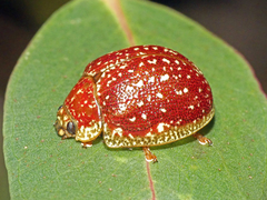 Paropsis tasmanica