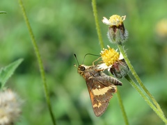 Atalopedes mesogramma